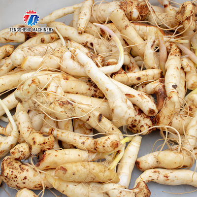 Fruit Orange Vegetable Leaves Vegetables sward beans  soybeans  green beans  chickpeas beans  red beans  mung beans  green peas beans canning Potato Screw shaft brush machine