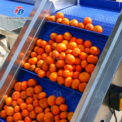 Washing Hoisting machine Fruit Orange Vegetable Apple pineapple Ginger Potato Carrot Sweet potato Yam cucumber chili onion okra Lettuce Cao Xin Baby Cabbage Chinese Cabbage processing production